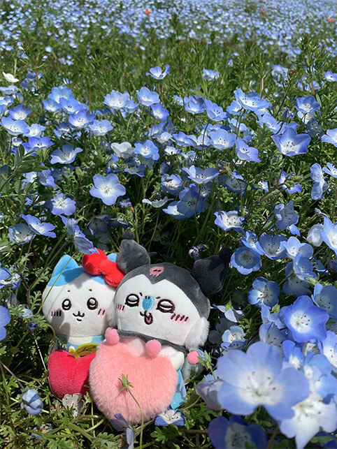 ネモフィラの花畑で撮影したちいかわの写真